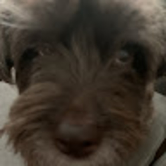 Meet your Posher, Serena - Picture 1 of 1